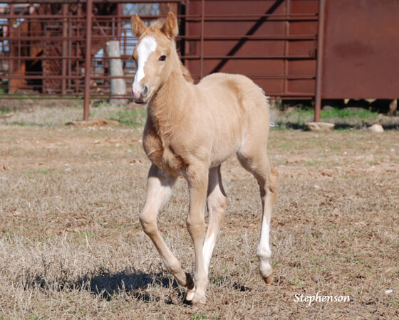 CD Diamond x Kalightascope - 2018 Colt